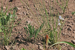 Astragalus miser oblongifolius