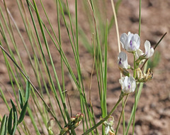 Astragalus miser oblongifolius