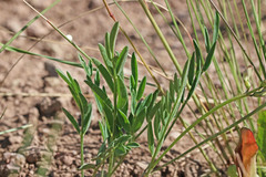 Astragalus miser oblongifolius