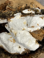 Incrustoporiaceae