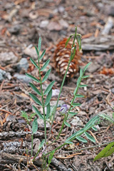 Astragalus miser oblongifolius