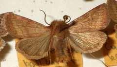 Eriopygodes imbecilla