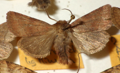 Eriopygodes imbecilla