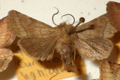 Eriopygodes imbecilla