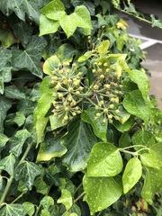 Hedera helix
