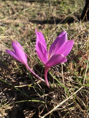 Colchicum speciosum