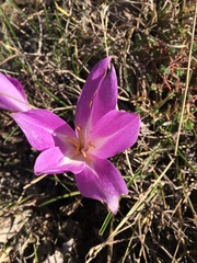 Colchicum speciosum