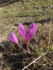 Colchicum speciosum
