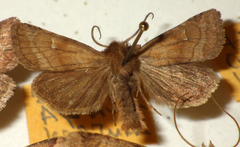 Eriopygodes imbecilla