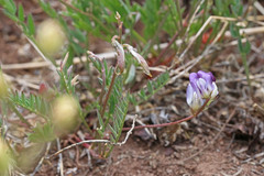 Astragalus miser oblongifolius