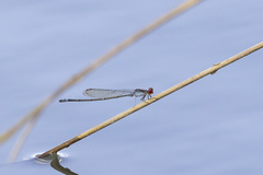 Pseudagrion sublacteum sublacteum