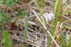 Astragalus miser oblongifolius