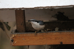 Sitta europaea