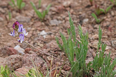 Astragalus miser oblongifolius