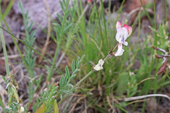 Astragalus miser oblongifolius