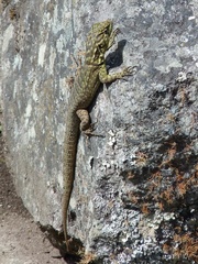 Stenocercus crassicaudatus