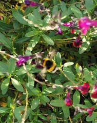 Bombus
