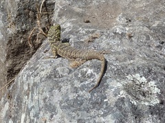 Stenocercus crassicaudatus