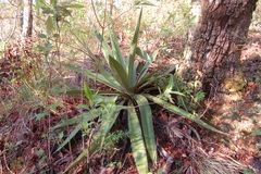 Furcraea guatemalensis