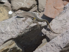 Microlophus peruvianus