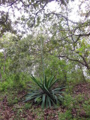 Furcraea guatemalensis