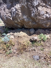 Acanthocercus minutus