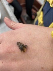 Batillaria attramentaria