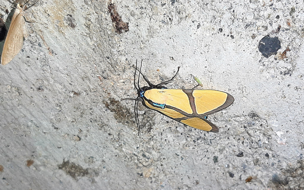 Ormetica ameoides