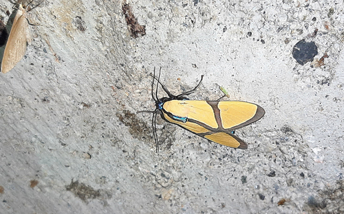 Ormetica ameoides