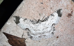 Epimecis anonaria