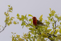 Anaplectes rubriceps rubriceps