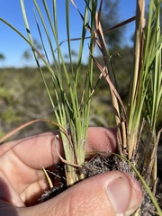 Andropogon cumulicola