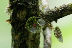 Lepanthes calodictyon