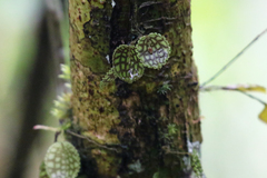 Lepanthes calodictyon