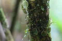 Lepanthes calodictyon