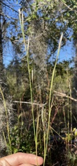 Andropogon tracyi