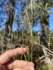 Andropogon tracyi