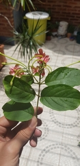Combretum indicum