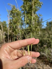 Andropogon tracyi