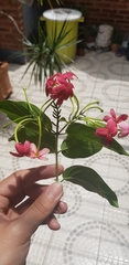 Combretum indicum