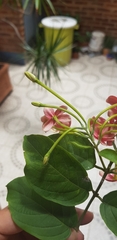 Combretum indicum