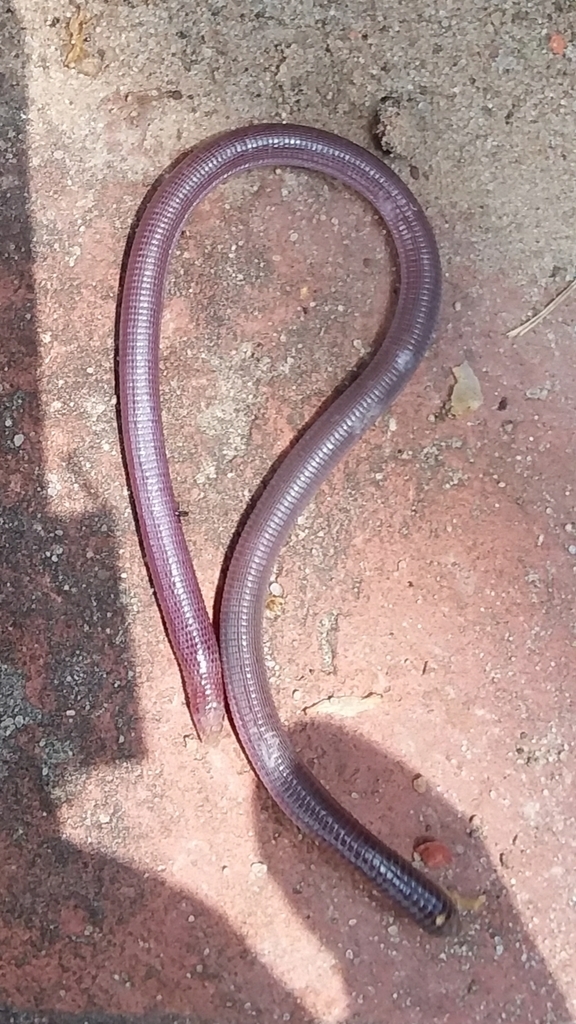 Amphisbaena borelli