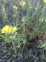 Oenothera berlandieri