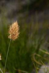 Geochloa