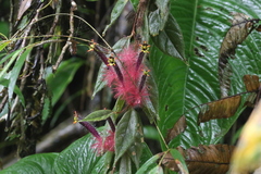 Columnea minor
