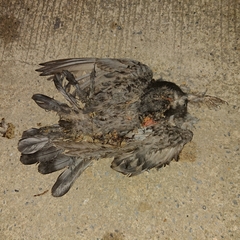 Columba livia domestica