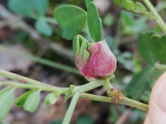 Dasineura coronillae