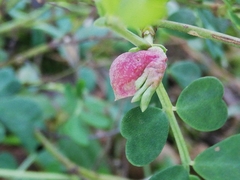 Dasineura coronillae