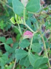 Dasineura coronillae