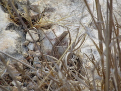 Ophisops elegans schlueteri